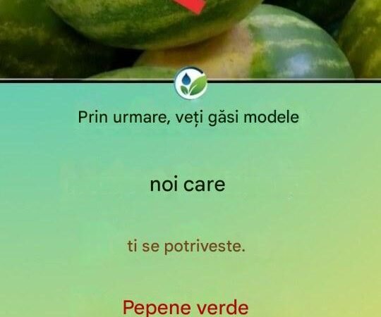 Sfaturi simple și eficiente pentru alegerea pepenelui perfect, dulce și suculent:
