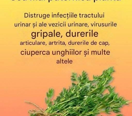 Un remediu natural pentru paraziți și infecții ale tractului urinar. Cimbrul (Thymus vulgaris) este o plantă aromatică utilizată pe scară largă în gătit, alimente și cosmetice.