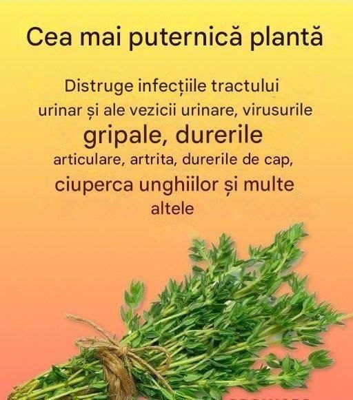 Un remediu natural pentru paraziți și infecții ale tractului urinar. Cimbrul (Thymus vulgaris) este o plantă aromatică utilizată pe scară largă în gătit, alimente și cosmetice.