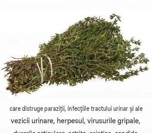CEA MAI PUTERNICĂ PLANTĂ CARE DISTRUGE PARAZIȚII, TRACTUL URINAR