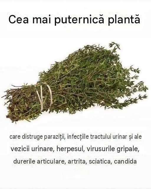 CEA MAI PUTERNICĂ PLANTĂ CARE DISTRUGE PARAZIȚII, TRACTUL URINAR