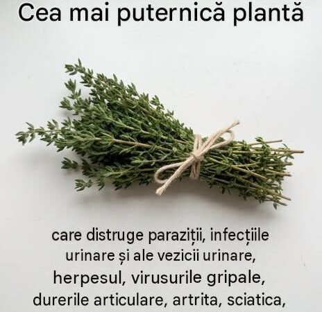 Ulei de oregano, ursuri: aceste plante cu virtuți surprinzătoare pentru a susține bunăstarea urinară și digestivă