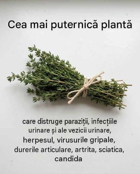 Ulei de oregano, ursuri: aceste plante cu virtuți surprinzătoare pentru a susține bunăstarea urinară și digestivă