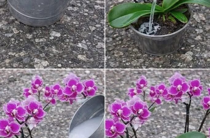 Orhideele mele înfloresc tot anul: le ud cu o infuzie deosebit de eficientă. Iată rețeta.